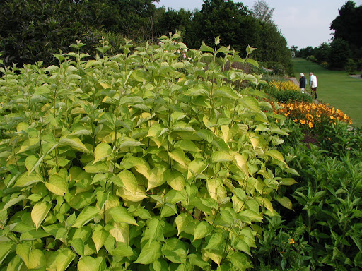 Cornus alba 'Aurea'